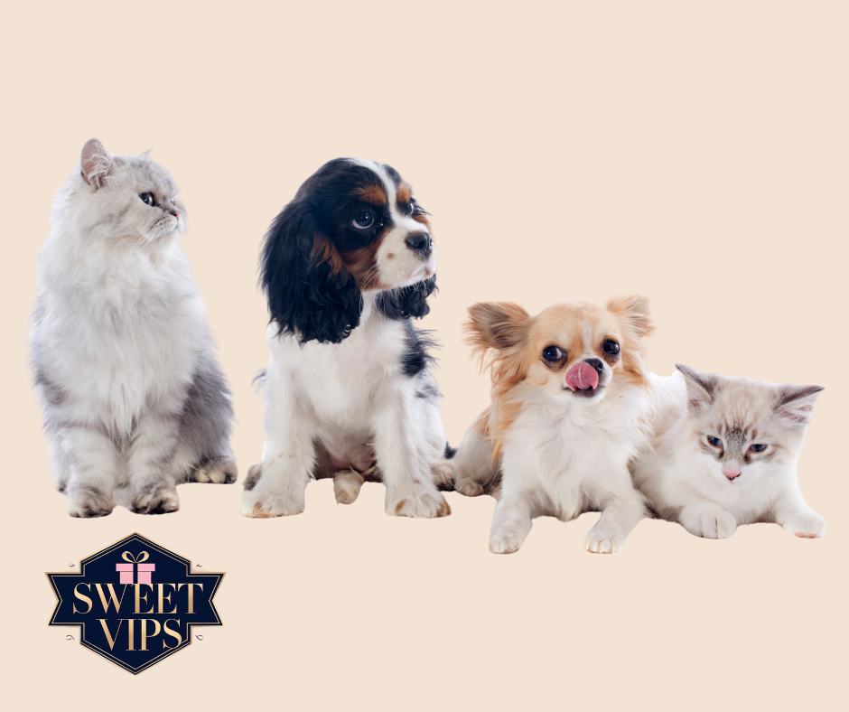 🐾 Pampered Pets – Treats for Your Furry Best Friends! 🐶💖